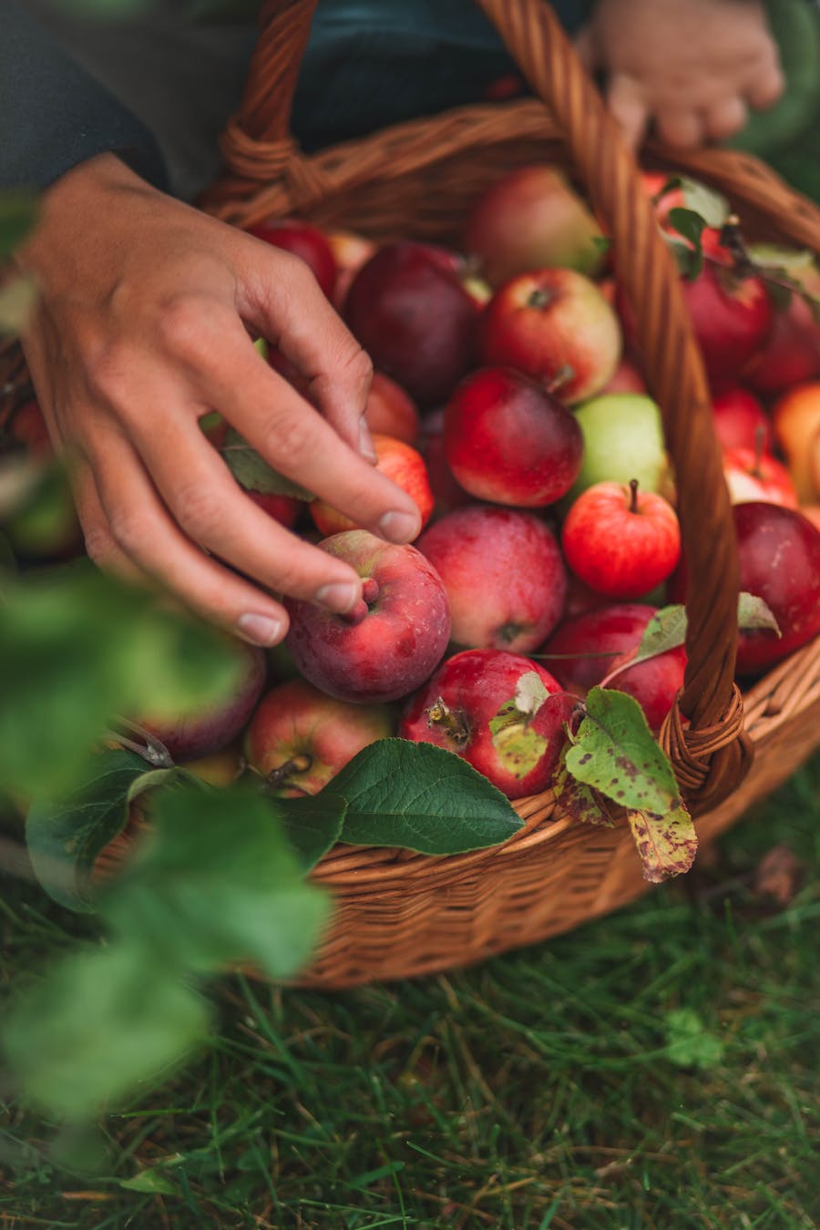 Mešane sorte jabolk za stiskalnice ciderja.